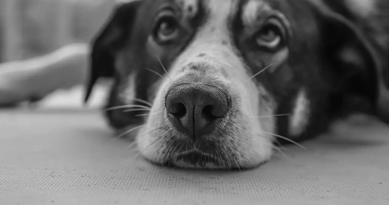 西檬之家字母圈的K9是什么意思? 一