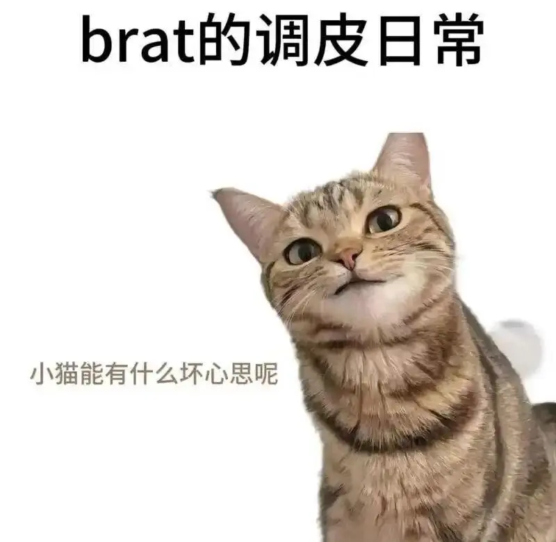 西檬之家K9犬系是什么?字母圈新人入圈 一